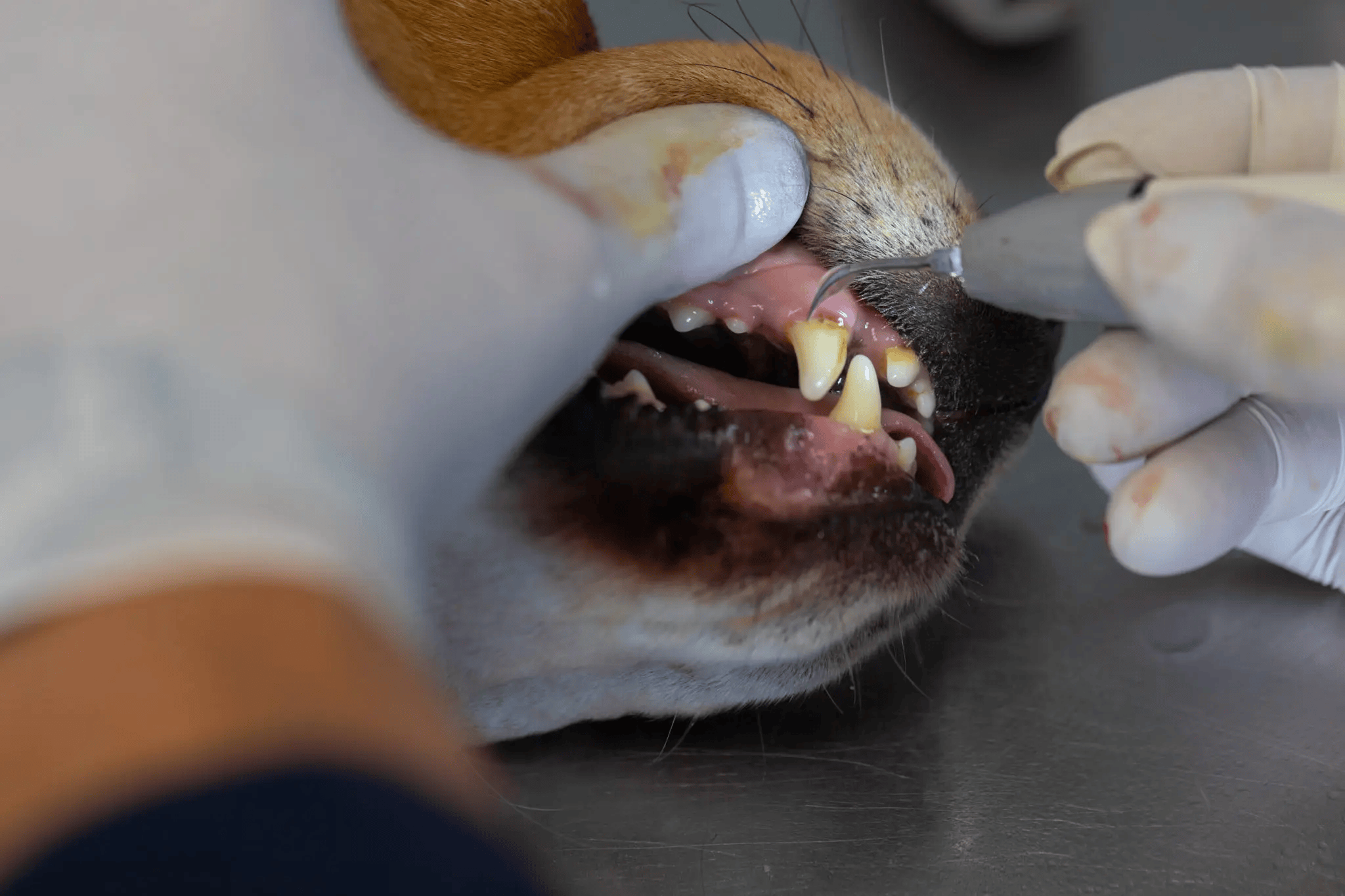 Cleaning-a-dogs-teeth-1353737348-2048x1365